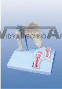 The model of shoulder joint attach with sagittal section Dimension:120*140*160(mm)